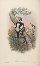 Iyngipicus scintilliceps = Dendrocopos canicapillus scintilliceps